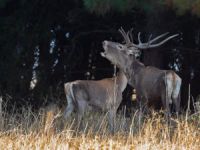 Bursa Ormanları'nda geyik sürprizi