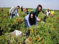 Figen Yüksekdağ, biber topladı