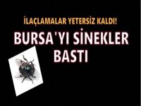 Bursa'yı karasinekler bastı!