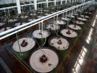 Marmarabirlik ürün alımlarına başlıyor