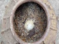 Çin'de 500 yıllık yumurta bulundu