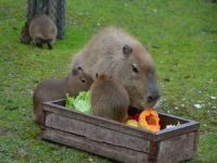 Kapibaralara üç yavru daha katıldı
