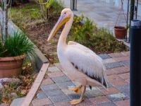 Yaralı ak pelikana yeni yuva