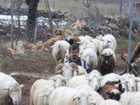 Bursa'da takdir toplayan çoban