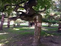 Bursa'daki 'Geyikli ağaç' şaşırtıyor