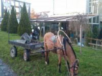 Bursa'da at arabalı hırsızlık
