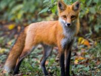 Tilkilere köfteli aşı!