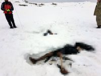 Sınırda 7 göçmenin cesedi bulundu