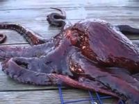 Hamile sanılan kızın karnından hayvan çıktı!