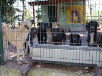 Sokak hayvanlarına klasik müzik