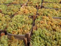 Rusya, bu kez üzümü geri gönderdi