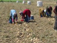 Bursa'da patates hasadı