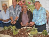 Aydın’dan kestane ihracatı başladı