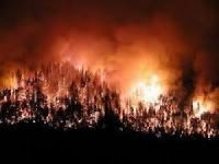 Türkiye'de yanan ormanların nedeni insanlar