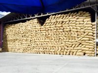 Fındık pahalandı, hırsızlıklar arttı