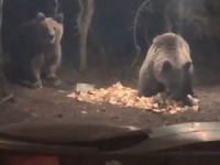 Aç kalan ayılar kamp alanına indi