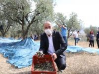 Mudanya'da zeytin üreticisine destek