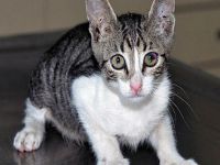 Tecavüzü kedi önledi