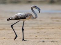 Flamingolar Katar'a akın ediyor