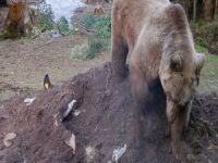 Uludağ’da ölen inek ayılara verildi