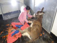 Bitlis’ten Muş’a eşek kurtarma operasyonu