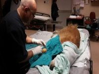 Acil serviste köpeği ameliyat etti