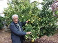 Kahtalı işadamı kıraç alanda portakal, greyfurt, limon ve mandalina üretti