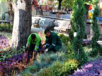 Ankara Kuğulu Park’ına 6 bin kış çiçeği dikildi