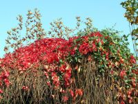 Sarmaşık yapraklarında kırmızı ve yeşilin dansı