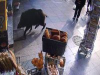 Şehre inen domuz ortalığı birbirine kattı