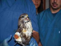 Çuval içinde bulunan yaralı akbaba tedavi altına alındı