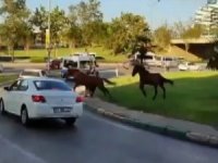 Başıboş atlar trafikte tehlike yaratıyor