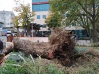 Lodos 270 yıllık ağacı devirdi