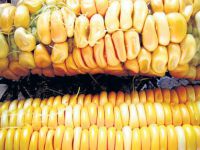 'Zararlı' GDO’ya izin