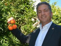 Narenciyede 1 Ocak telaşı