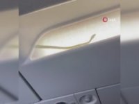 Uçakta yılan paniği