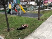 Çocuk parkında dehşet