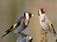 Bursa’da 'saka' operasyonu