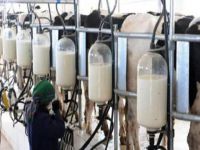 Süt sektöründe kriz korkusu!