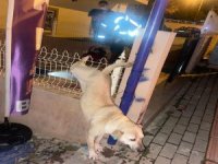 Bursa'da yaralı köpek kurtarıldı