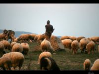 Çobanlık eğitimi taamlandı