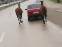 Atları otomobile bağladı