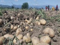 Bursa’da patates hasadı başladı