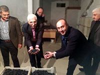 Mudanya Zeytin Tarım Satış Kooperatifi 44 milyon liralık zeytin aldı
