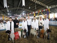 Bursa'da koyun kırkma yarışması