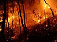 İki şehit sonrası çıkan çatışmalar ormanı yaktı