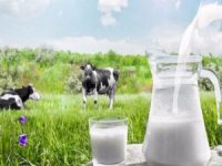 Süt Ürünleri Üretimi verileri açıklandı
