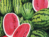 Fiyatı 10 kuruşa düşünce tarlada kaldı