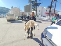 Bursalı çobanlardan 40 koyun bağış