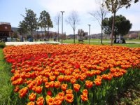 Baharın renkleri Bursa’yı sardı